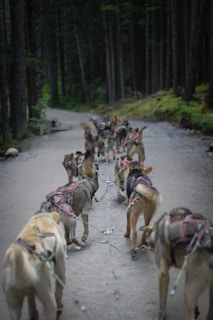 Anchorage, AK - Dog sledding in the summer with wheels on the sled