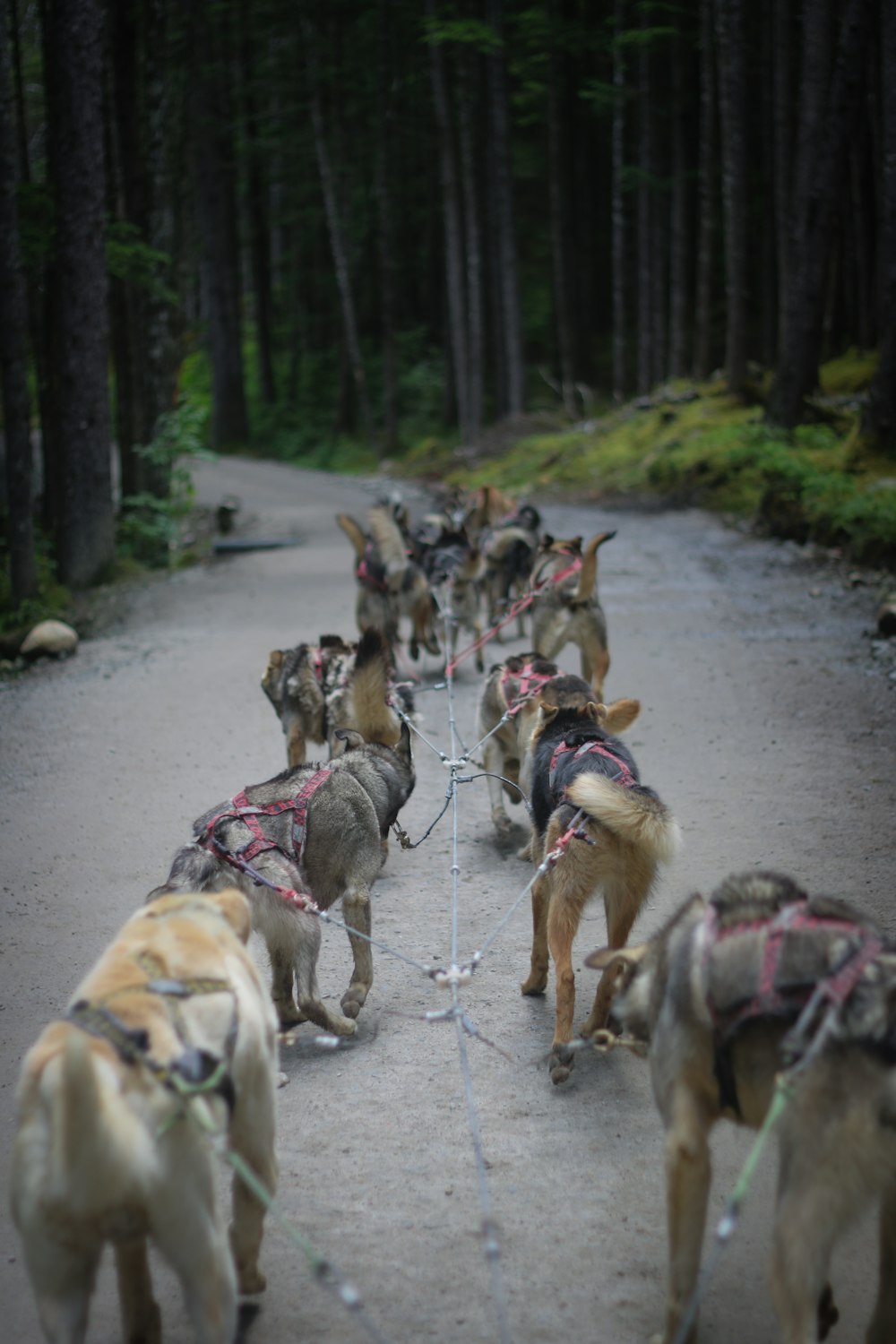 dog walking on road