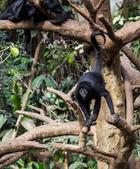 A group of monkeys is seen on a complex network of brown tree branches in a lush, green forested environment. One monkey is climbing down a vertical branch while another rests above.