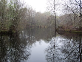A tranquil pond surrounded by bare and slightly budding trees reflecting distinctively on the still water surface, with a misty and serene background.