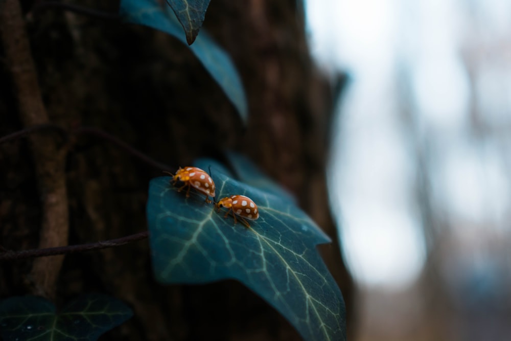 two brown bugs on green leaf