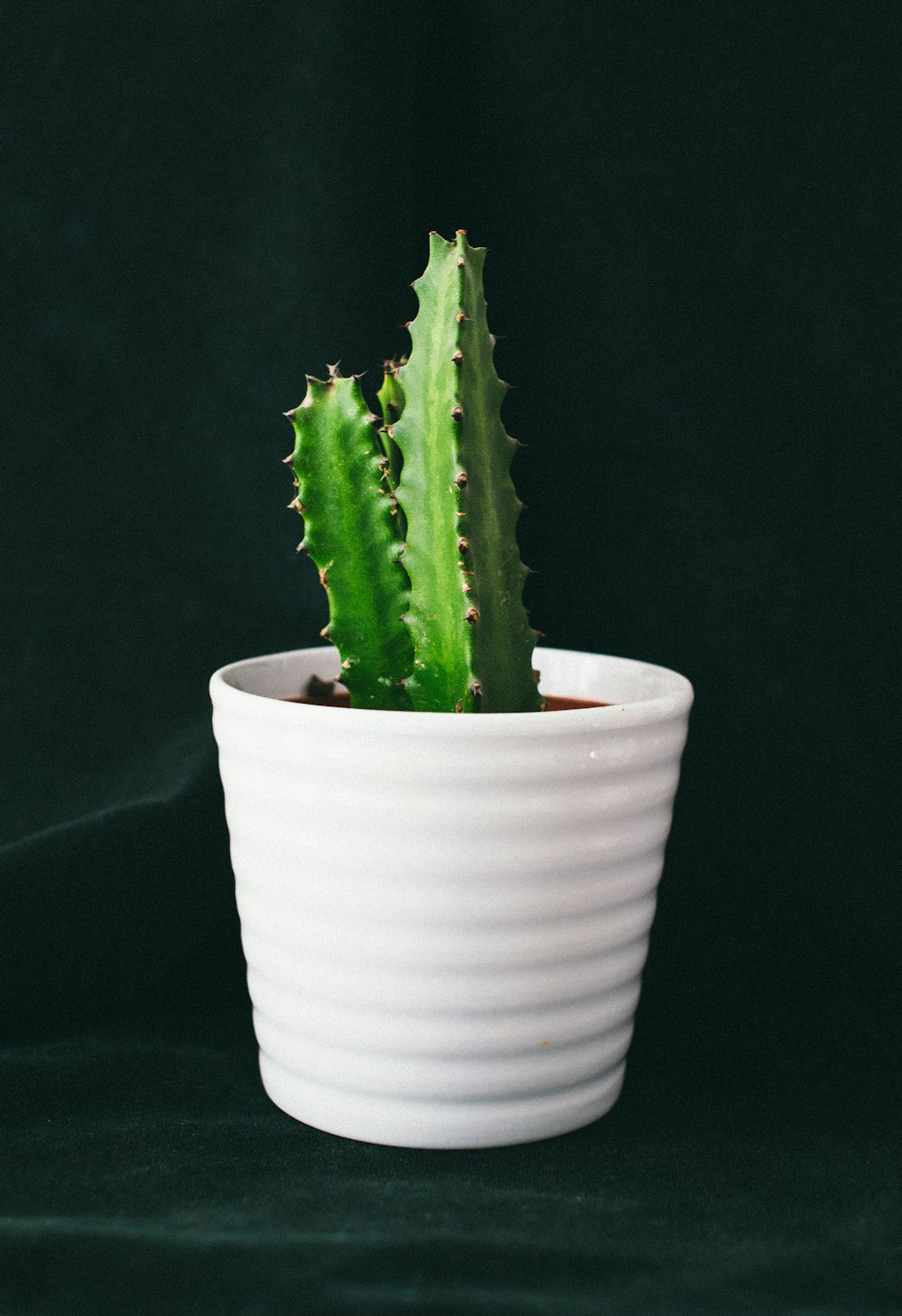 photo of green cactus plant and white pot