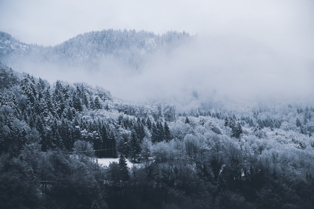 snow-covered trees