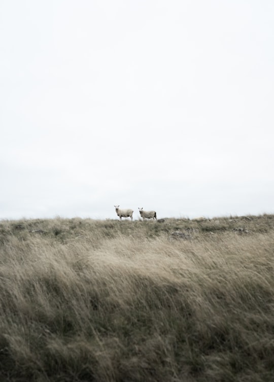 two white goats standing in Godley Head Park New Zealand