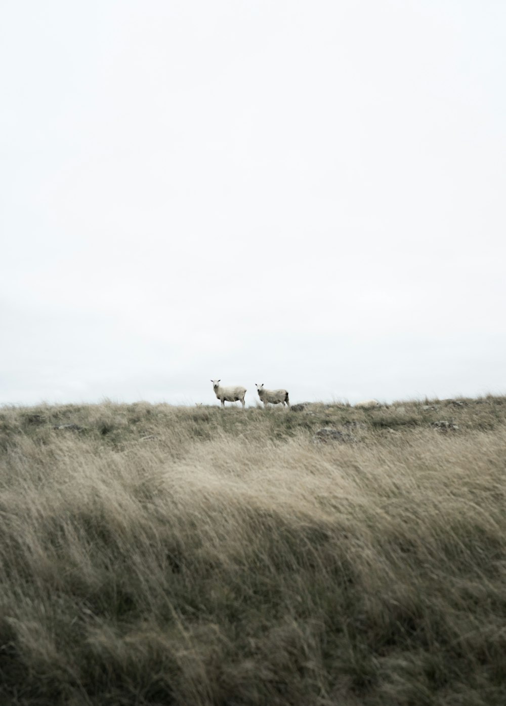 dos cabras blancas de pie