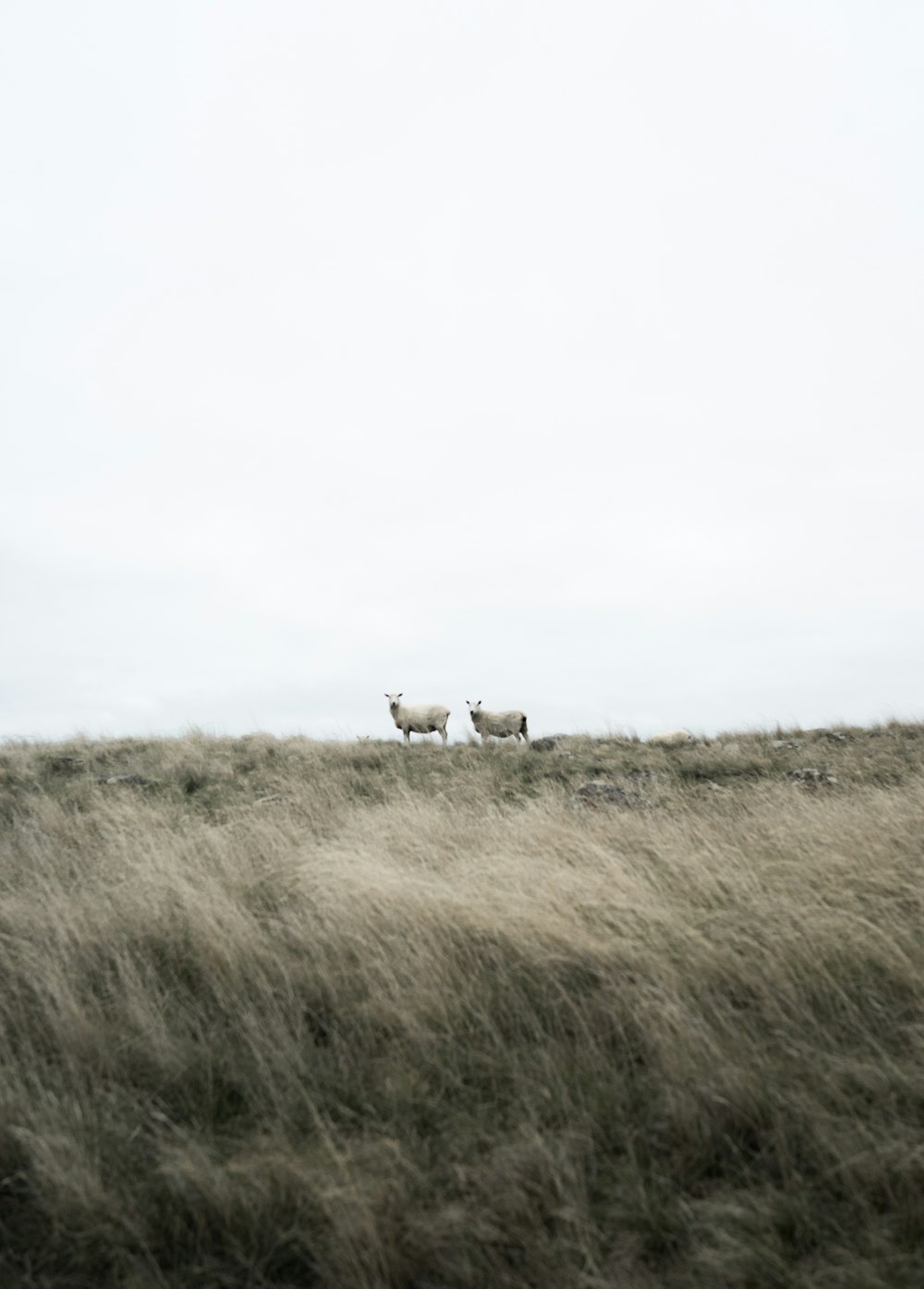 deux chèvres blanches debout