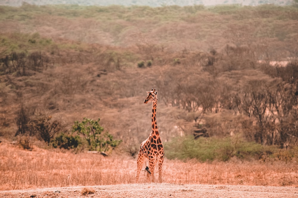 brown and black Giraffe on desert