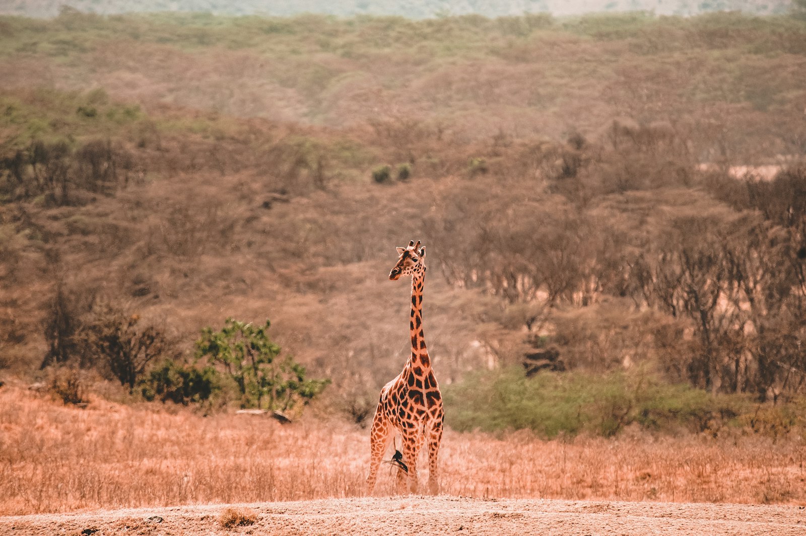 Nikon D700 sample photo. Brown and black giraffe photography