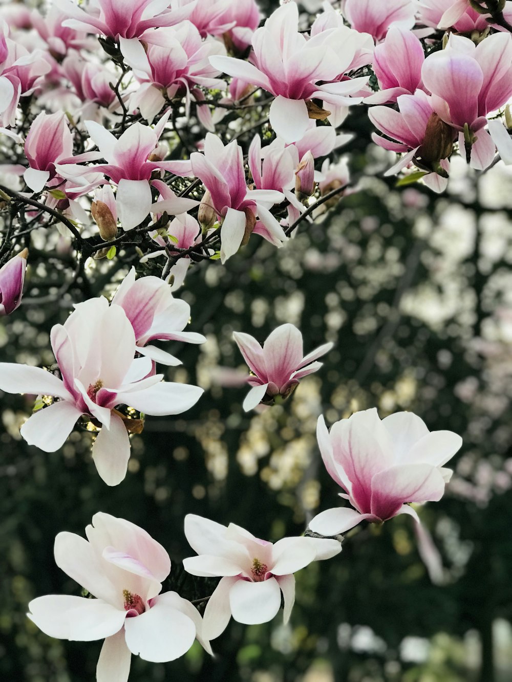 selective photo of pink flowering tree