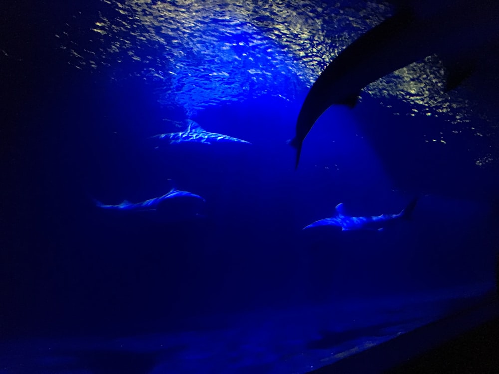 underwater photo of sharks
