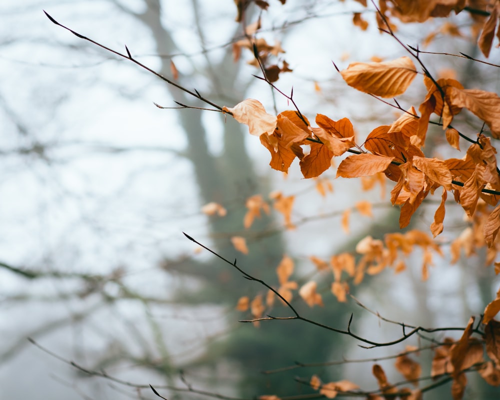 brown leaves in selective focus photography