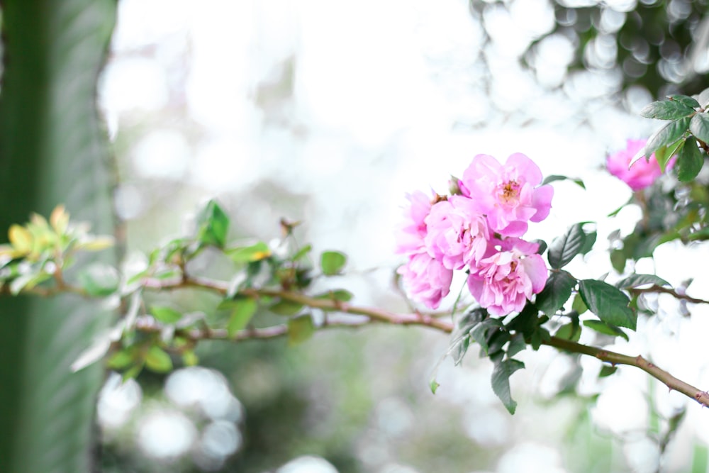 pink clustered flowers selective focus photography