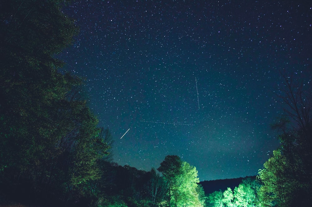 foto di piante a foglia verde