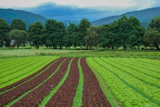 Rows of healthy crops growing under bright blue sky with mountains in background