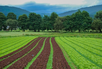 Rows of lush farmland stretching under a bright blue sky with farmers tending to crops.
