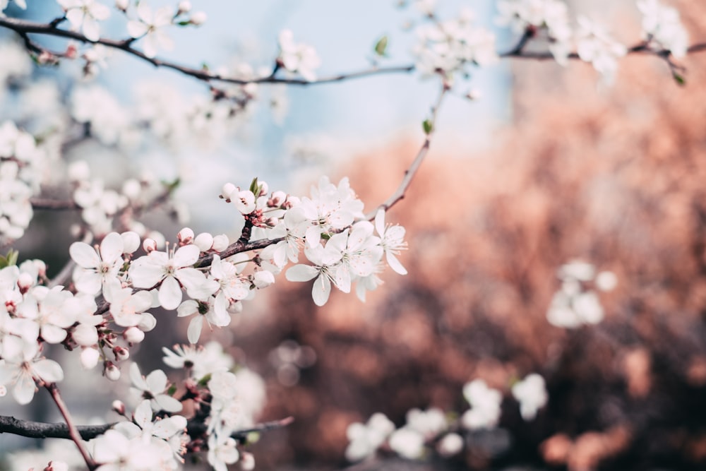 selective focus photography of white petaled flowers