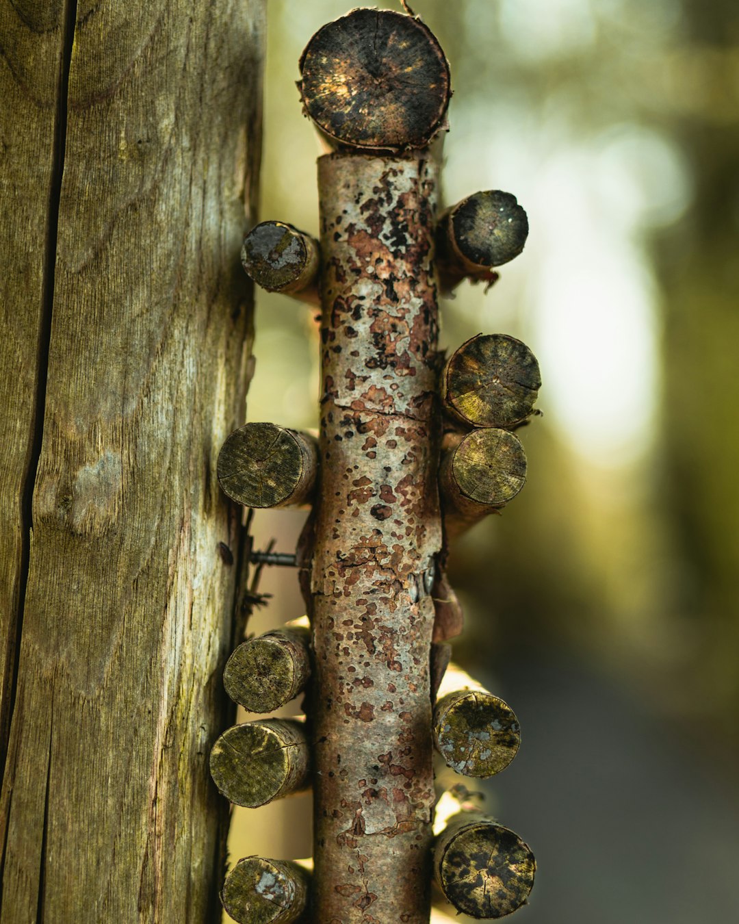 brown wooden fence with brown and black stem