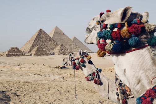 A camel adorned with colorful tassels stands in the sandy terrain, with the iconic pyramids in the background under a clear sky.