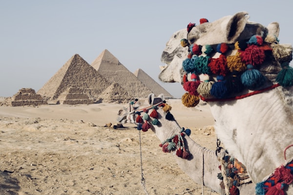camel walking on desert