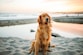 adult dog sitting on white sand near seashore