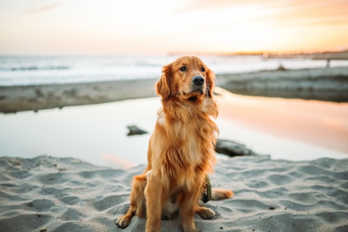 adult dog sitting on white sand near beach