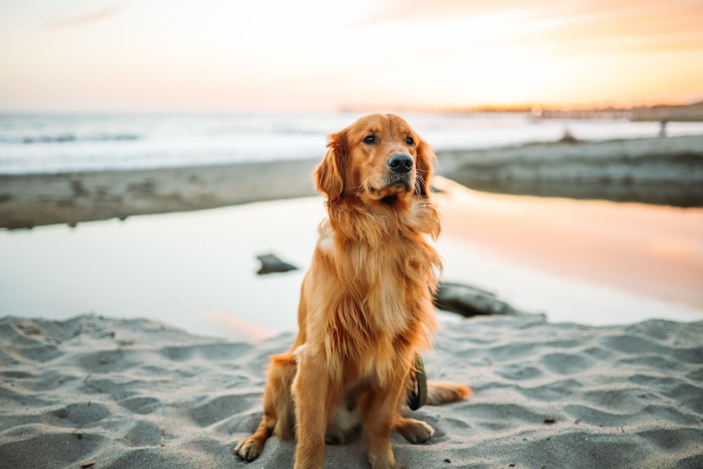 Perro adulto sentado en la arena blanca cerca de la orilla del mar