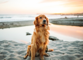adult dog sitting on white sand near seashore