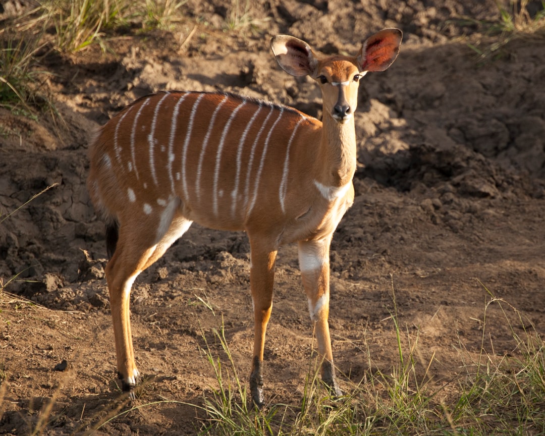 A small troop of female Nyala led by a single male cautiously entered the watering hole, pausing every few steps to swivel their ears about. From our blind we had a perfect view, but even the soft clicking of the camera shutters was enough to alert the careful Nyala of our presence.
