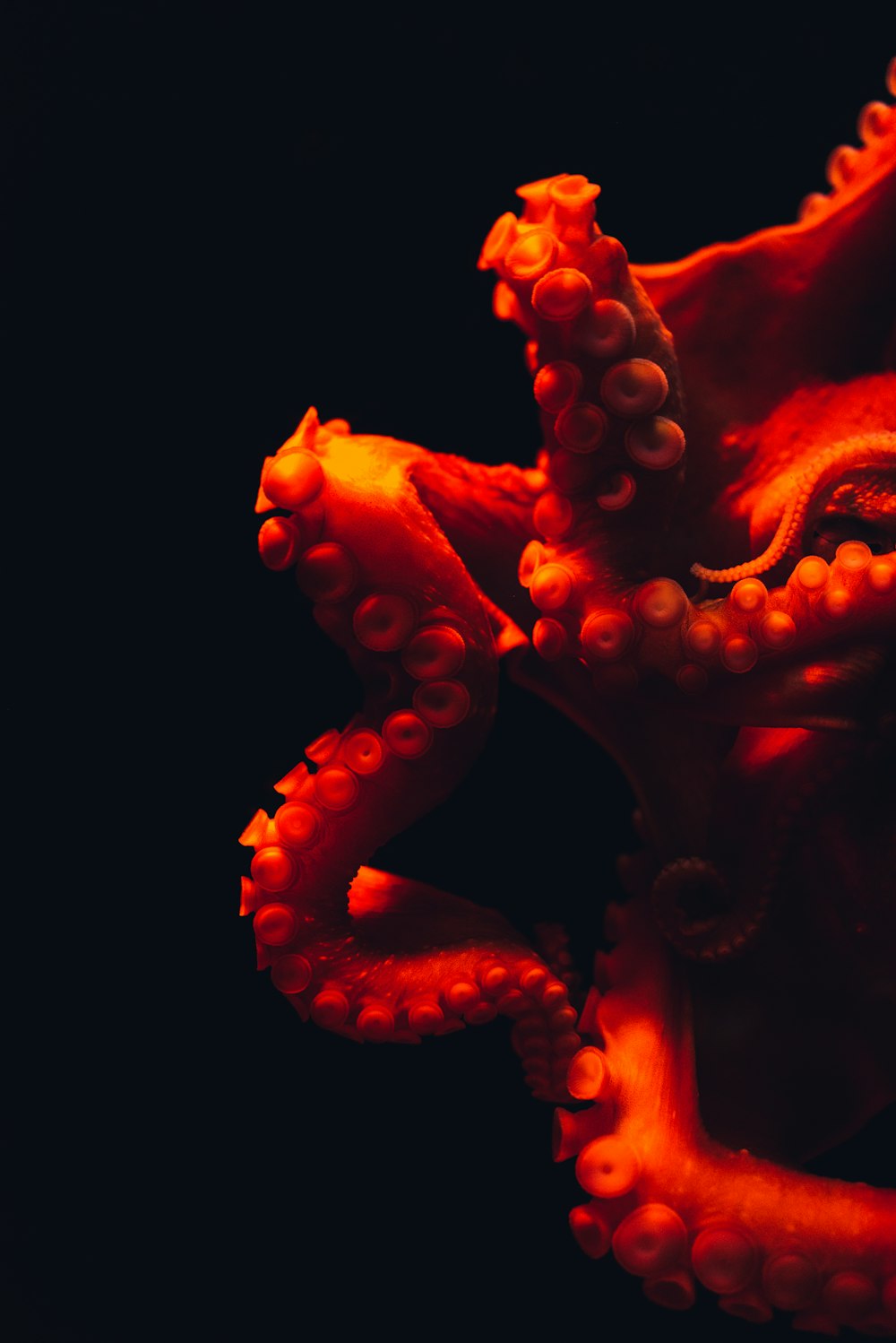 Fotografía de Pulpo con Enfoque Superficial