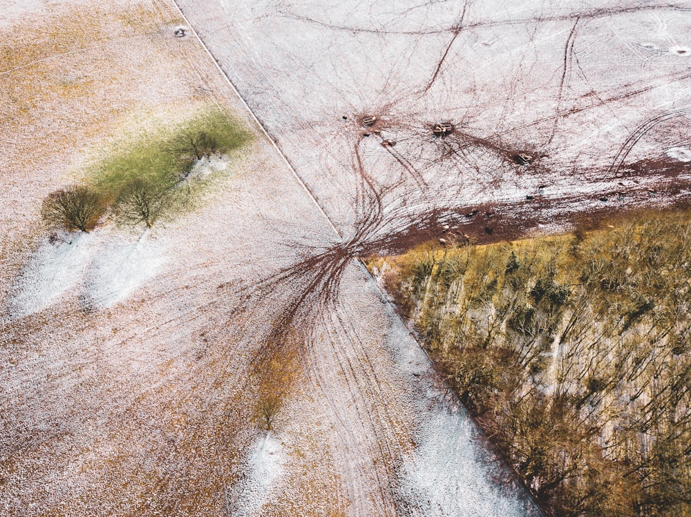 aerial photography of trees and road at daytime