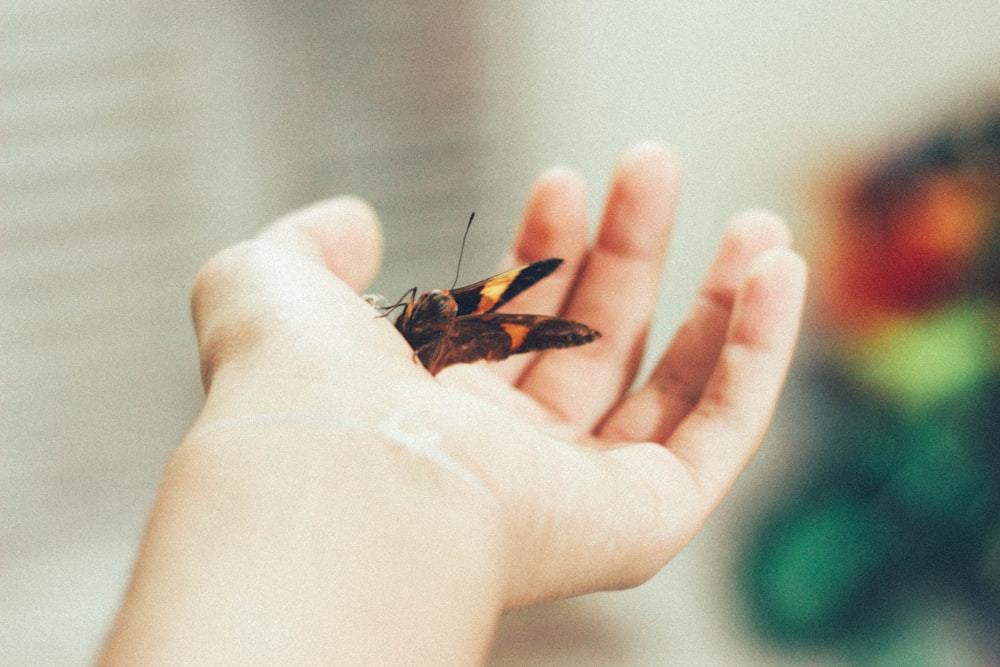 Persona sosteniendo una mariposa marrón
