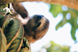 A peaceful 2D animated sloth relaxing on a tree branch with gentle butterflies fluttering nearby.