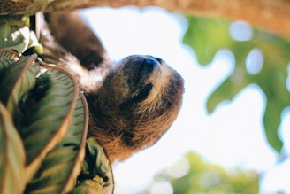 Close-up of a sloth hanging upside down with a sly smile, surrounded by floating $slothbucks coins.