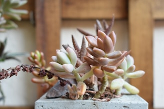 An assortment of succulents within a small, square, concrete planter. The plants exhibit fleshy, rounded leaves in a variety of colors including pale greens, pinks, and browns. The background features a wooden frame, suggesting an indoor setting or a garden area.