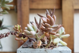 An assortment of succulents within a small, square, concrete planter. The plants exhibit fleshy, rounded leaves in a variety of colors including pale greens, pinks, and browns. The background features a wooden frame, suggesting an indoor setting or a garden area.