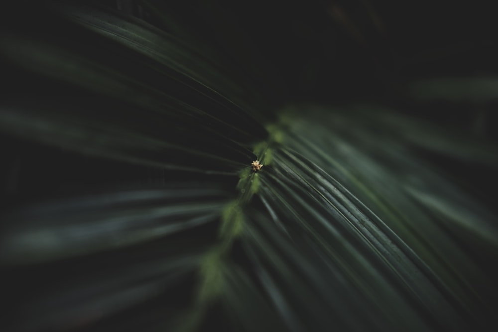緑の葉のマクロ撮影
