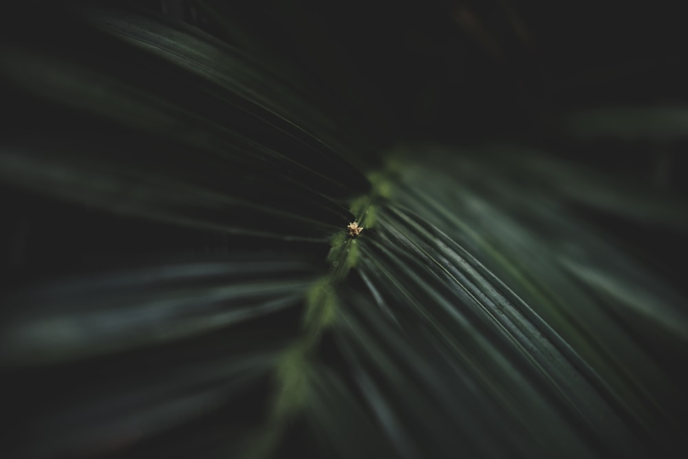 macro photography of green leaf