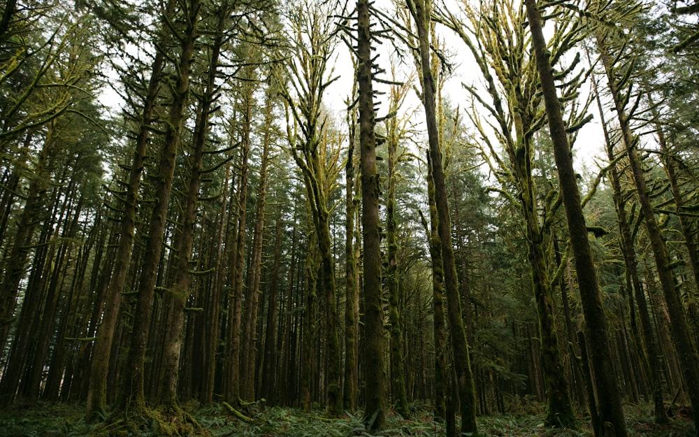 photo of trees with moss