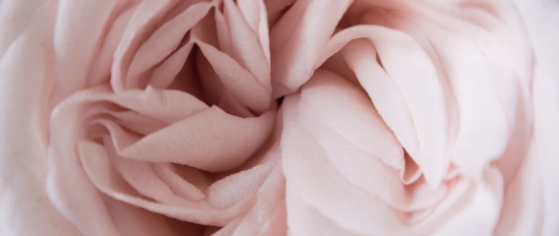 a close up view of a pink flower