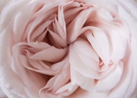 a close up view of a pink flower