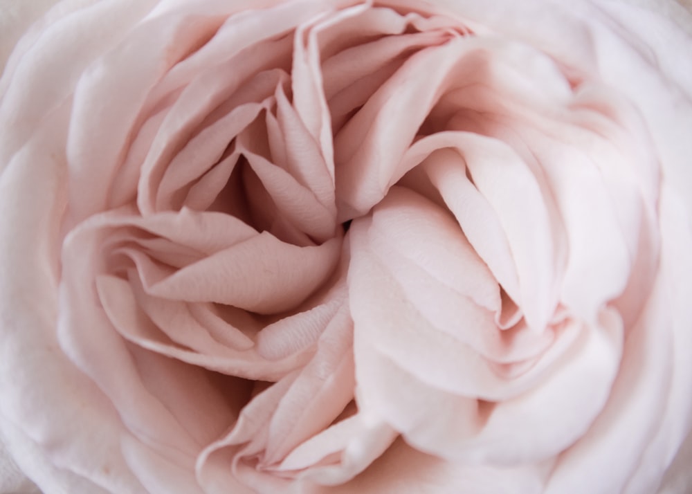 a close up view of a pink flower