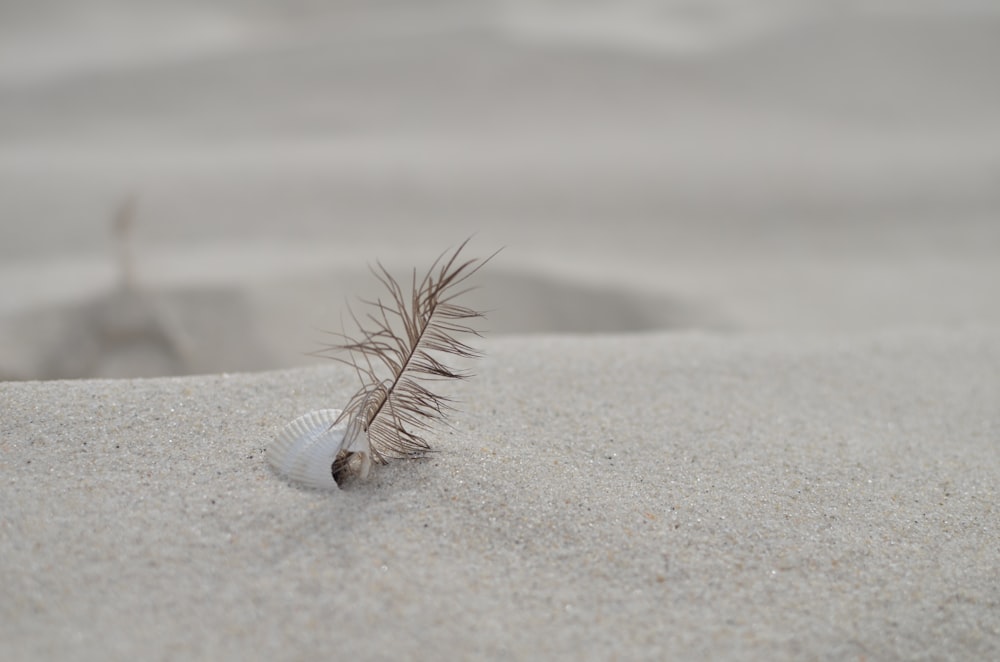 shallow focus photography of sea shell