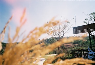 A peaceful outdoor scene representing personal growth.
