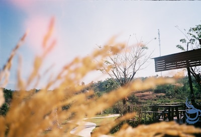 A peaceful outdoor scene representing personal growth and freedom.