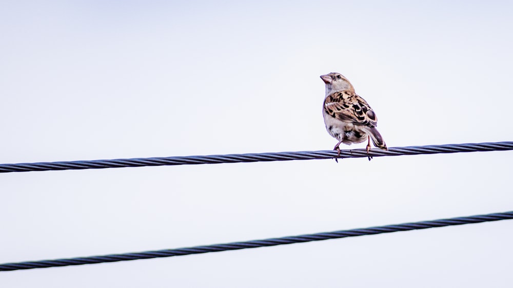 brown bird on steel rope