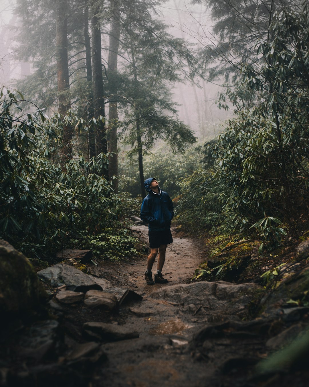 A person in a dark blue rain jacket looks up in a rainy and gray forest with pines and rhododendrons. 
