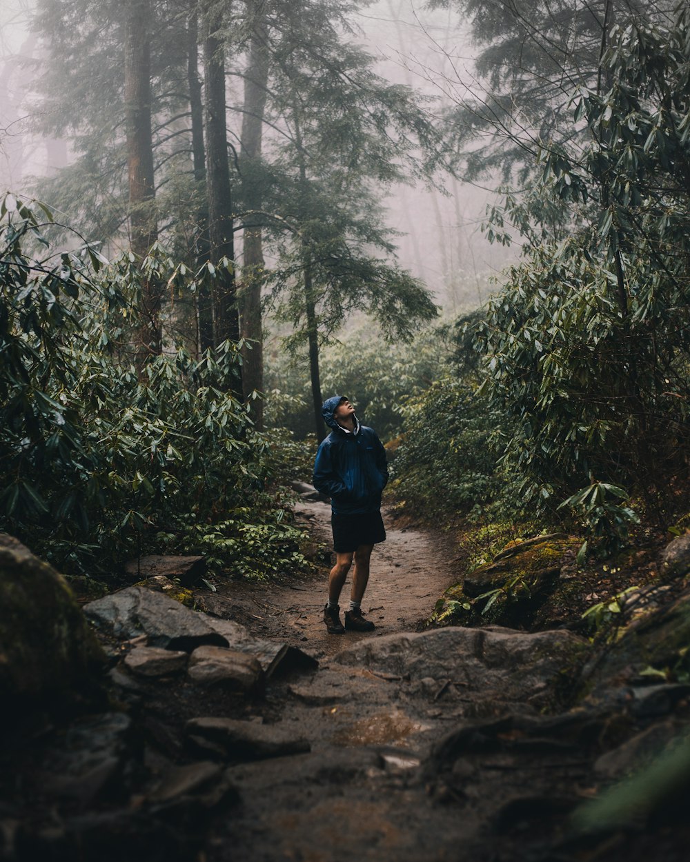 person looking up in forest