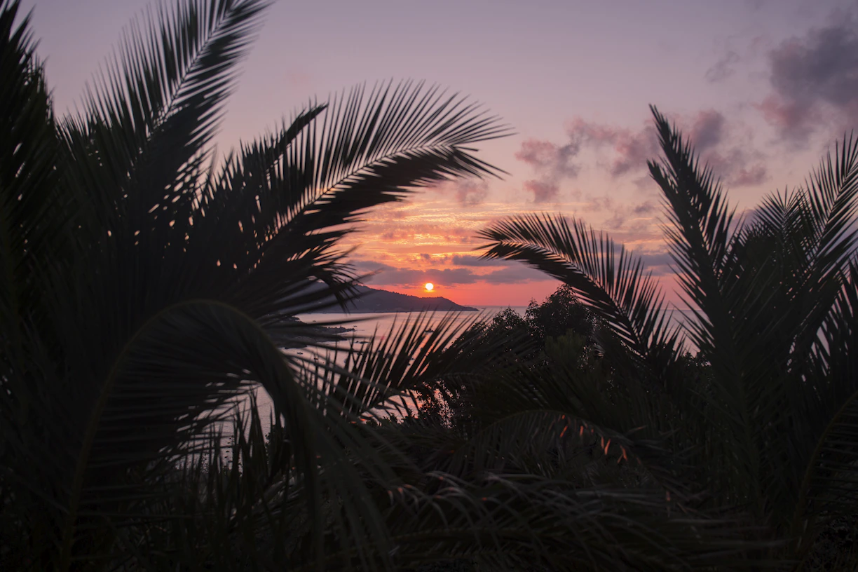 Coucher de soleil à travers les palmiers sur la Côte d’Azur – REF À LA PLAGE, Antibes