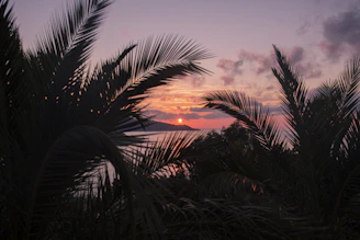 Coucher de soleil à travers les palmiers sur la Côte d’Azur – REF À LA PLAGE, Antibes