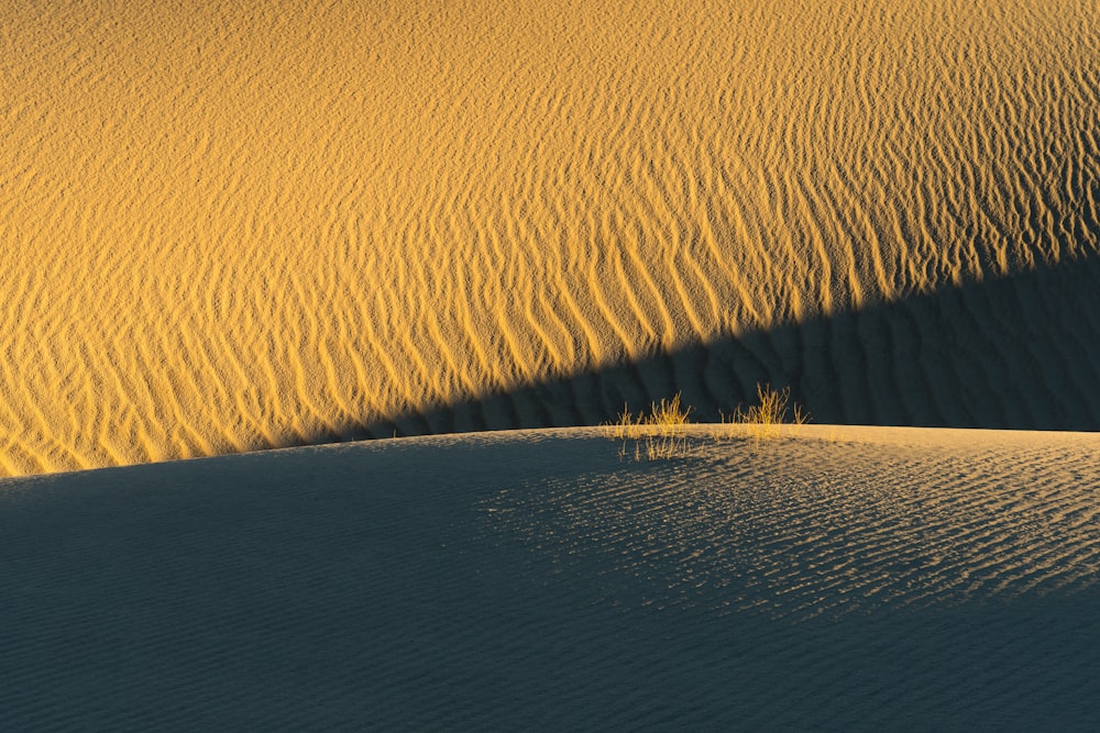 the shadow of a tree on a sand dune